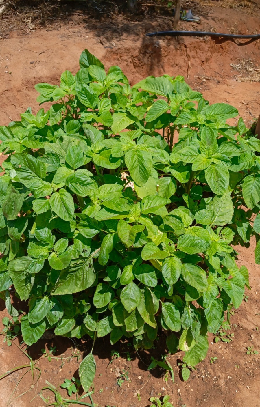 School grow bag project